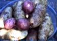 How to Grow Potatoes at Home